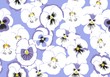 Blue pansies seamless pattern for fabric.