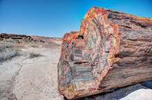 Petrified Forest Multicolored Wood