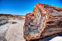Petrified Forest Multicolored Wood