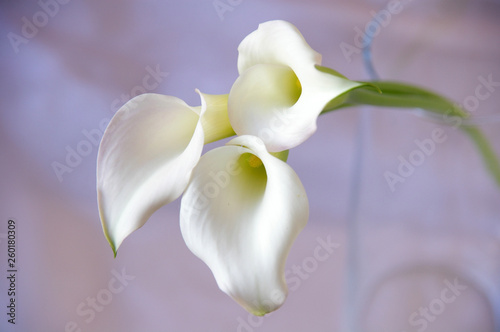 花瓶に入っている白色のカラーの花三輪 Stock Photo Adobe Stock 花瓶に入っている白色のカラーの花三輪 Stock Photo Adobe Stock