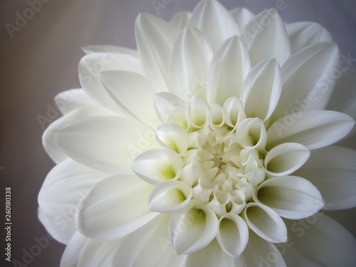 白背景で撮影した白いダリアの花のアップ Buy This Stock Photo And Explore Similar Images At Adobe Stock Adobe Stock 白背景で撮影した白いダリアの花のアップ Buy This Stock Photo And Explore Similar Images At Adobe Stock Adobe Stock
