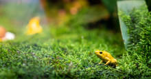 Close Up Of Yellow Poison Frog, Dartfrog Phyllobates Terribilis, Amphibian Animal From The Tropical Rain Forest, Seletive Focus With Copy Space.