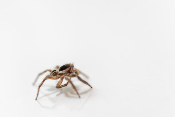 jumping spider isolated