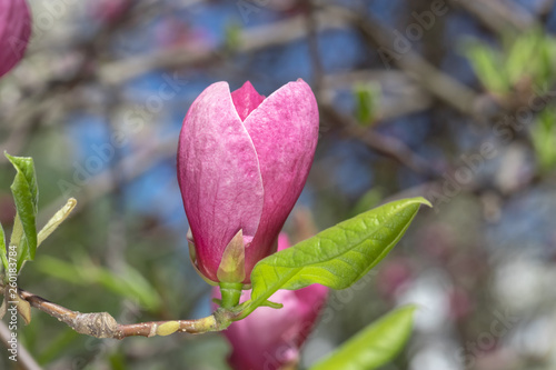 Pink magnolia flower.