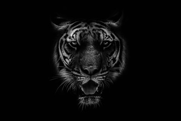 black & white beautiful tiger on black background