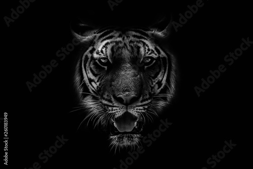 Fotomural Black & White Beautiful tiger on black background