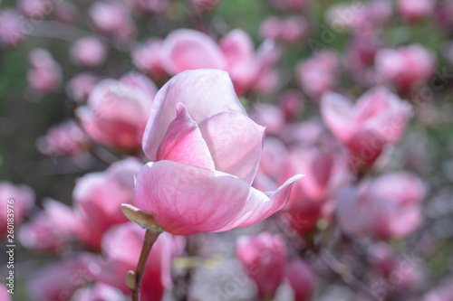 Pink magnolia flower.