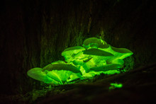 Bioluminescence Ghost Mushroom (Omphalotus Nidiformis ) Thirlmere Lakes N.P, SW Sydney ,Australia.