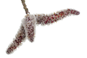 Wall Mural - spring april twigs with fluffy flowering buds wild aspen tree isolated