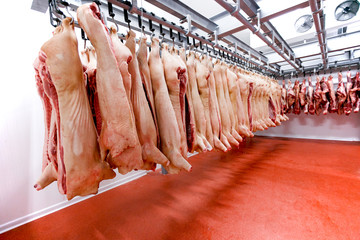 Big fridge room with chopped raw pork meat arranged in line, on a meat factory.