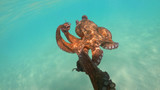 Fototapeta Morze - Underwater photo of octopus in tropical turquoise sandy bay with turquoise clear sea