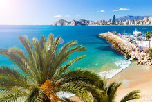 Poniente Beach With Palm Trees, The Port, Skyscrapers And Mountains , Benidorm Spain