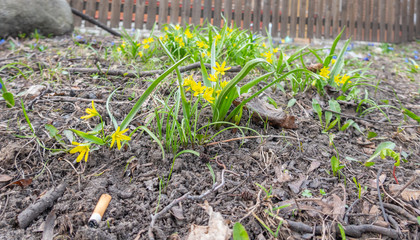 Canvas Print - first spring flower