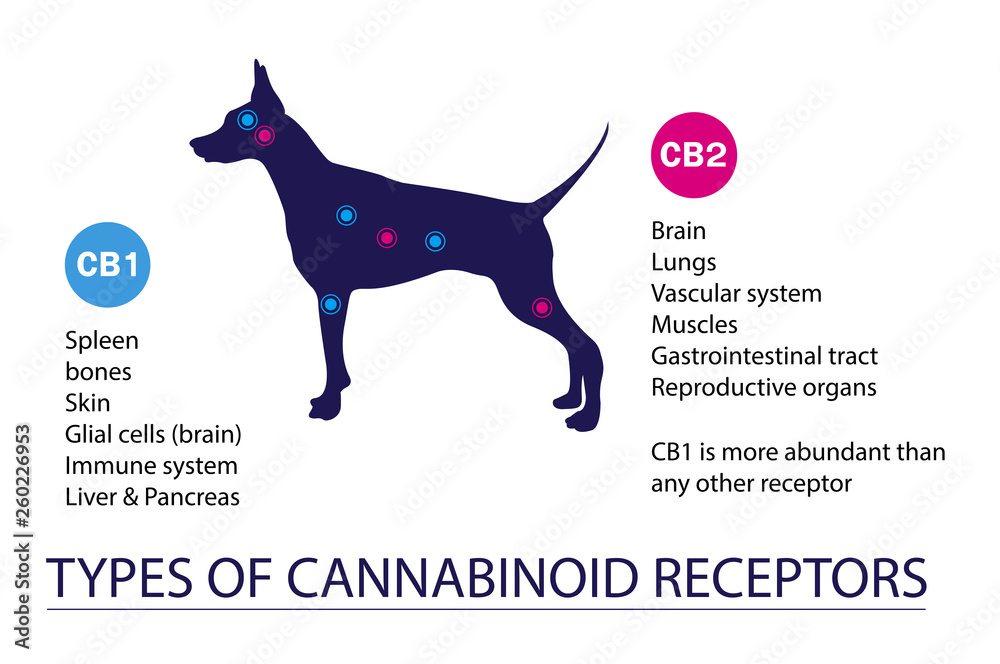 types of cannabinoid receptors dog Stock Vector | Adobe Stock