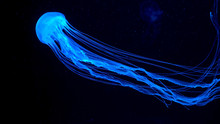 Beautiful Jellyfish Moving Through The Water Neon Lights