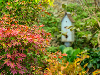 Bushes full of autumn colored leaves with birds house in background.