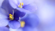 Blue spring violets flowers soft background
