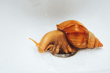 Wall Mural -  Funny giant African snail Achatina.