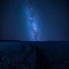 Wall Mural - night sky with galaxy above wheats field