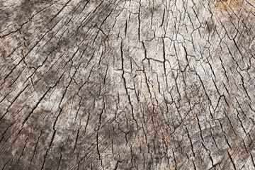 Cracked dry tree wooden pattern backgroun. Log slice - tree cross section. Gray weathered wood texture.