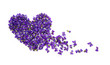 Heart shape flowers. Violets love symbol isolated on white background. Template for greeting card, web design