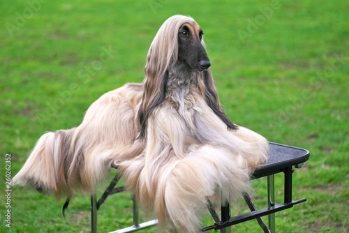 Afghan Hound Elegant Longhair Dog Close Up Buy This Stock Photo