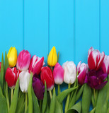 Fototapeta Tulipany - tulips on blue wood