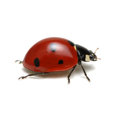 ladybug isolated on white