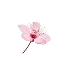 Single pink Cherry blossom - Beautiful Spring flower, isolated on white background. Springtime.