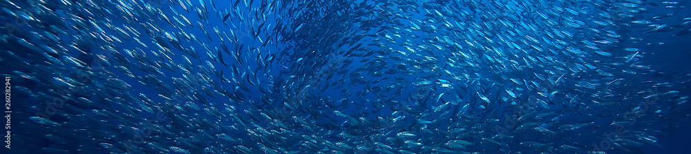 scad jamb under water / sea ecosystem, large school of fish on a blue background, abstract fish alive - obrazy, fototapety, plakaty 