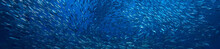 Scad Jamb Under Water / Sea Ecosystem, Large School Of Fish On A Blue Background, Abstract Fish Alive