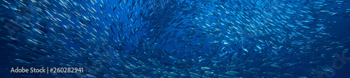 Fotografía scad jamb under water / sea ecosystem, large school of fish on a blue background