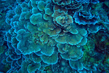 coral reef macro / texture, abstract marine ecosystem background on a coral reef