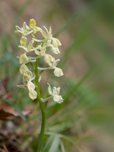Orchis Provincialis, The Provence Orchid. Pale Yellow Wild Flower.