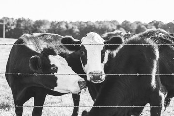 Black and White Cows