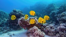 Beautiful Underwater Scenery - Coral Reef And Shoal Of Yellow Masked Butterfly Fish, Blue-cheeked Butterflyfish