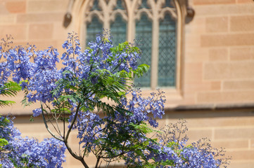 Canvas Print - Blooming Jacaranda tree with purple flowers with old building on the background