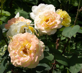 beautiful flowers growing in a flowerbed, a gift for March 8