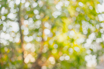 Wall Mural - abstract background of tree in autumn leaves. nature blurred pattern. de focused texture and colorfu