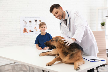 Wall Mural - Boy with his pet visiting veterinarian in clinic. Doc examining dog