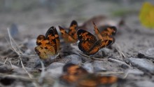 Silvery Checkerspot Butterfly Stretching Its Wings In Group Of Butterflies