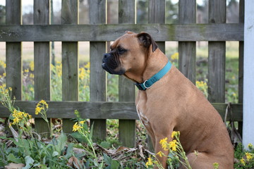 Wall Mural - brown dog spring portrait in front of a wooden fence and wild flowers