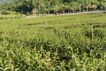 Canvas Print - green tea farm