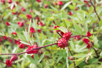 Wall Mural - red roselle flowers