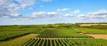 Panorama Dans Les Vigne En Pays De La Loire