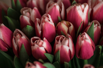 A bouquet of spring beautiful flowers. Fresh stripped pink and white bright tulips. Flowers background. Top view.