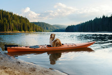 Scottish Shepherd In An Orange Kayak In A Lake During The Summer Sunset In The Mountain Selective Focus