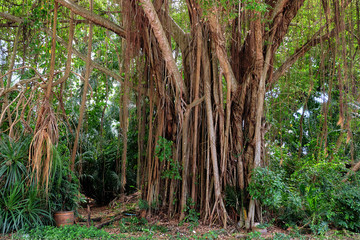 trees in the forest