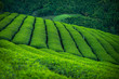 tea green plantation bush field farm