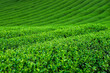 tea plantation bush